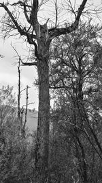 Low angle view of bare trees on field against sky