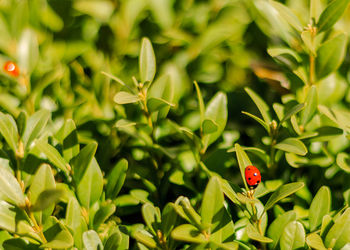 Close-up of ladybug on leaf