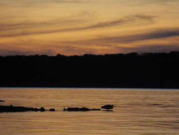 Scenic view of silhouette trees on shore against orange sky