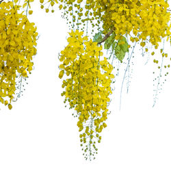 Close-up of yellow flowering plant against white background
