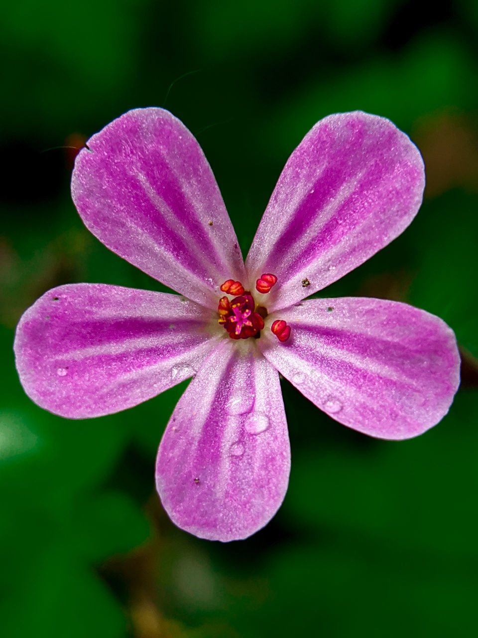 CLOSE-UP OF PINK FLOWER WITH PURPLE PETAL