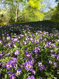 Close-up of purple flowering plants on field