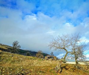 Bare trees on landscape against blue sky