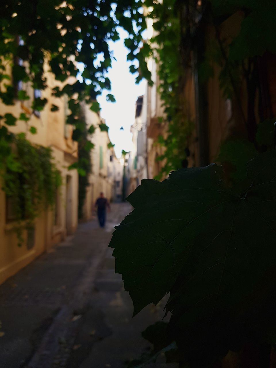 STREET AMIDST TREES AND BUILDINGS