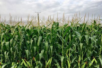 Close-up of wheat field against sky