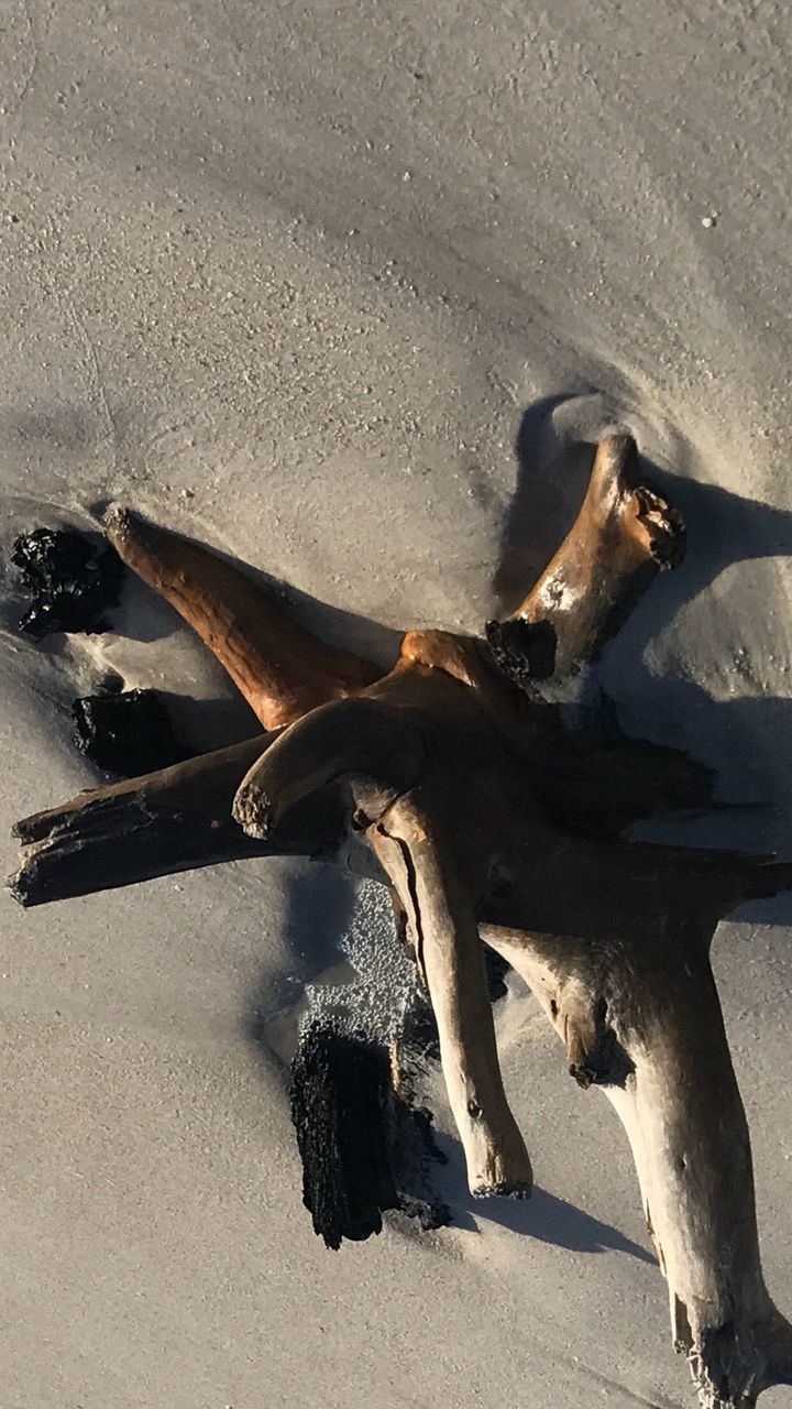 LOW SECTION OF TURTLE ON SAND