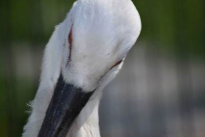 Close-up of a bird