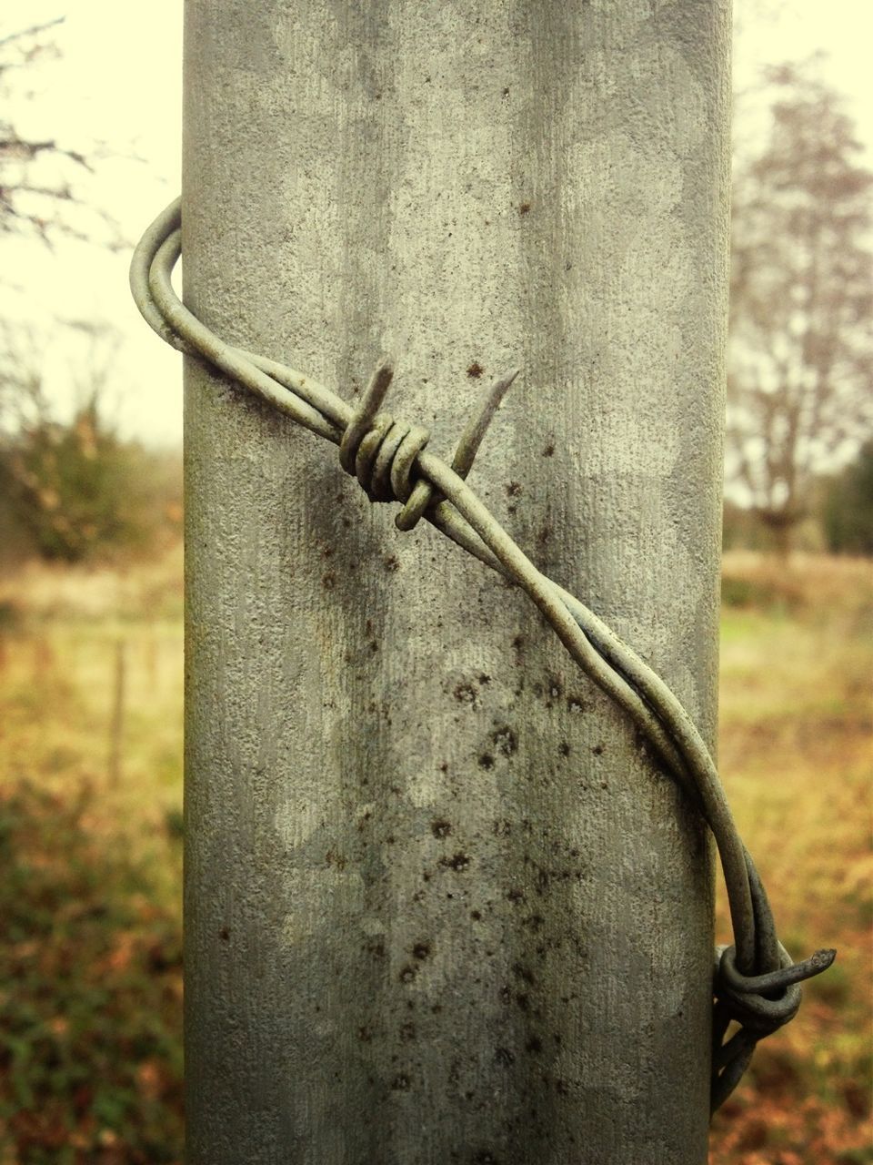 focus on foreground, close-up, animals in the wild, rusty, tree trunk, metal, day, tree, wildlife, outdoors, no people, field, animal themes, old, nature, fence, wall - building feature, barbed wire, metallic, one animal