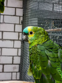 Close-up of parrot in cage