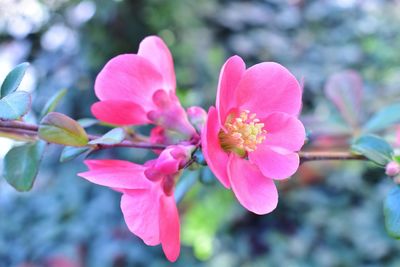 Close-up of pink cherry blossom