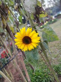 Close-up of yellow flower