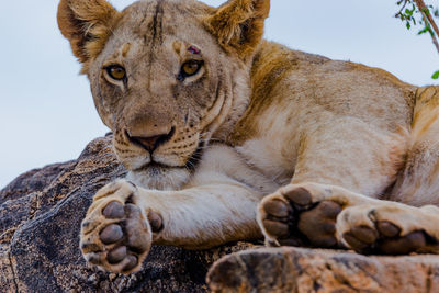 A lion on a rock at close range