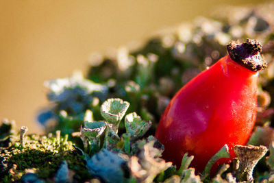 Close-up of strawberry on plant