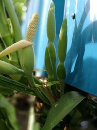 Close-up of fresh green plant