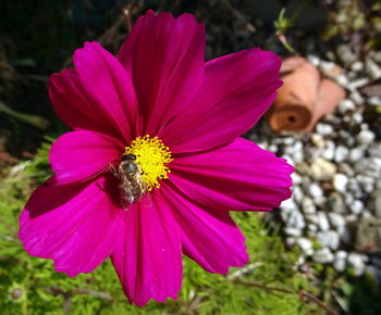 Close-up of pink flower