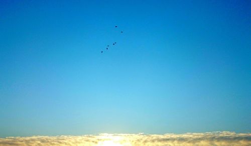 Low angle view of flying against blue sky