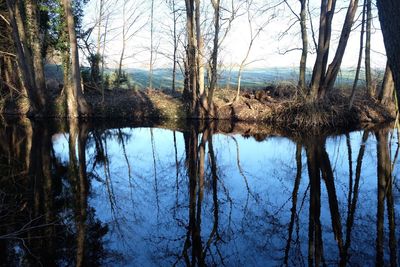 Reflection of trees in lake against sky