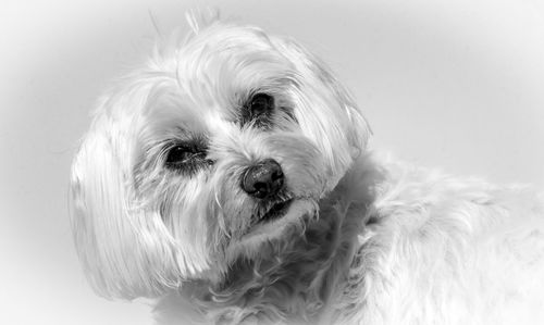 Close-up portrait of a dog over white background