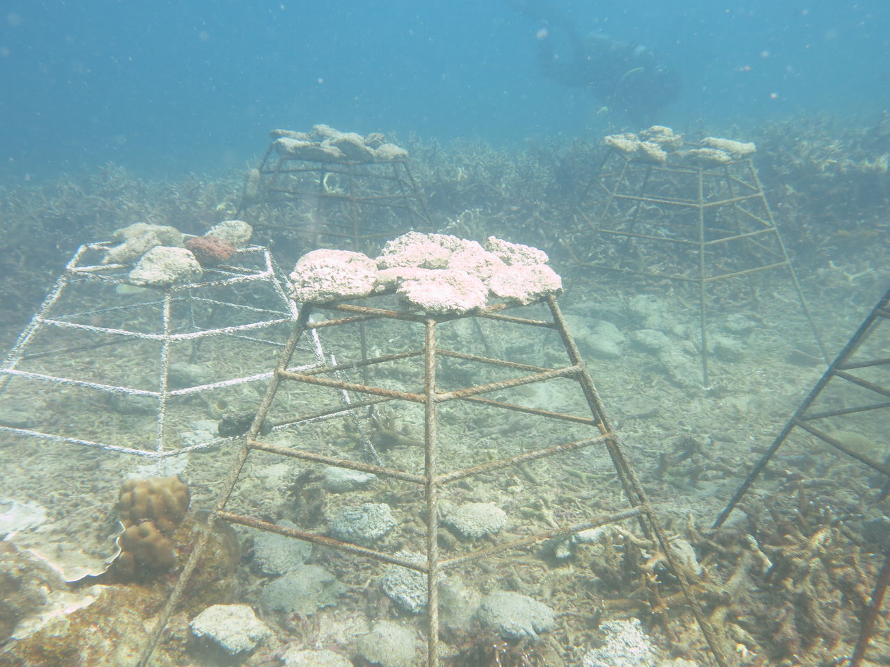 HIGH ANGLE VIEW OF FISH IN SEA