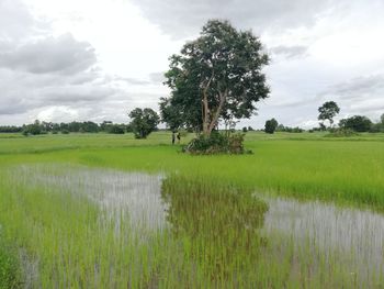 Scenic view of agricultural field against sky