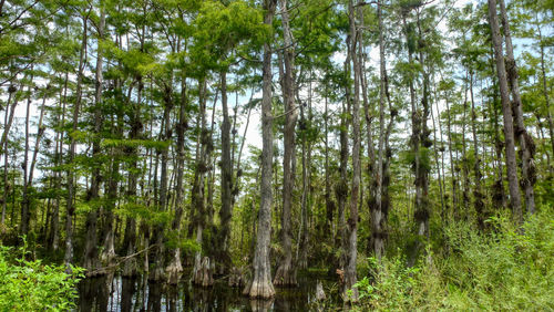 Pine trees in forest