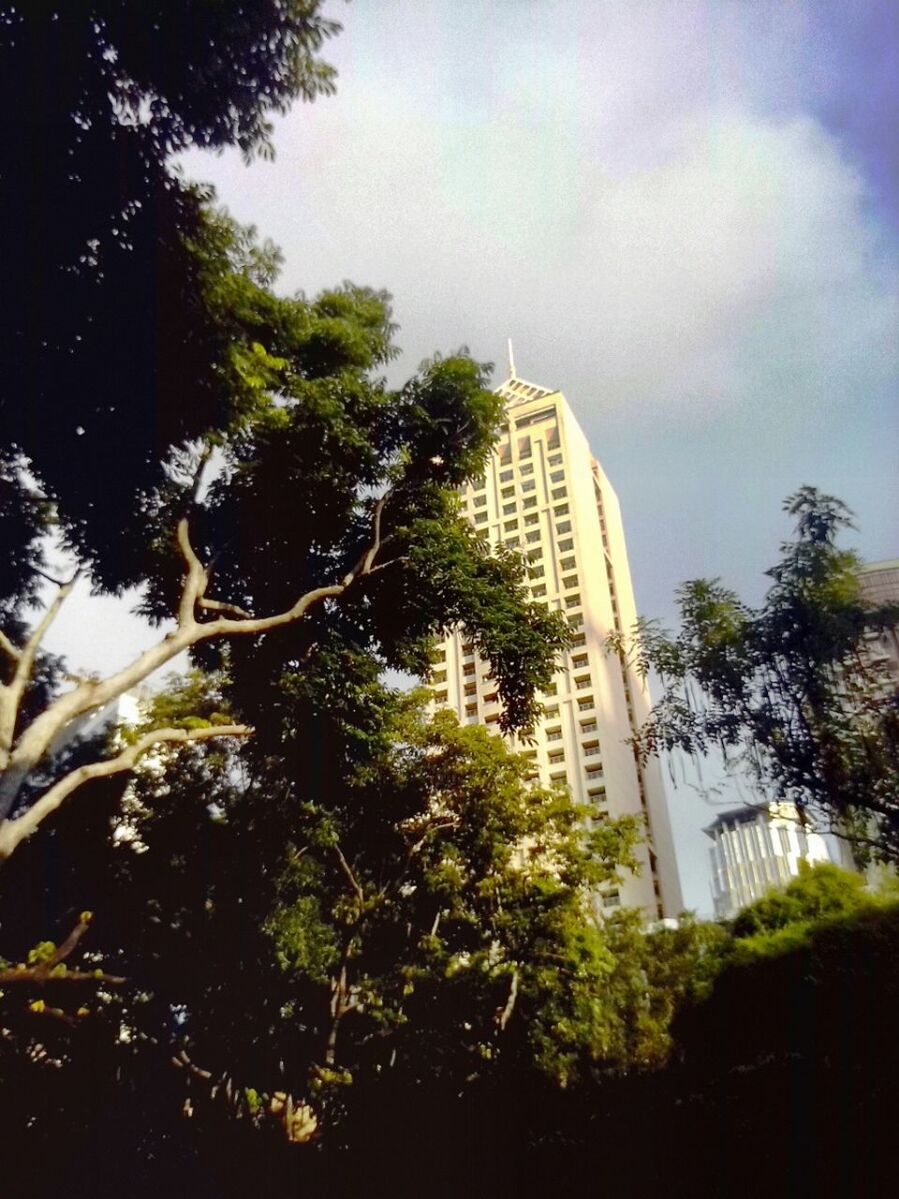 building exterior, architecture, tree, built structure, low angle view, sky, city, skyscraper, growth, tall - high, modern, office building, building, tower, cloud - sky, branch, day, no people, outdoors, tall