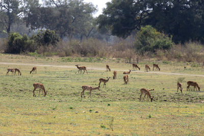 Flock of impala in a field