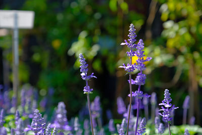 Close-up of purple flowering plant in park