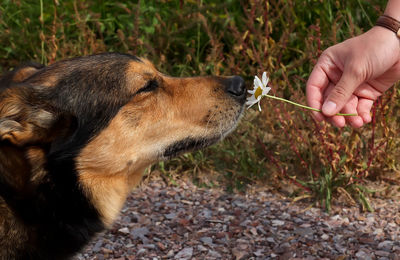 Close-up side view of a dog smelling flower