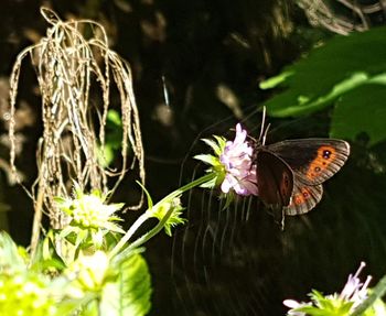 Close-up of butterfly pollinating flower