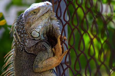 The face of an iguana