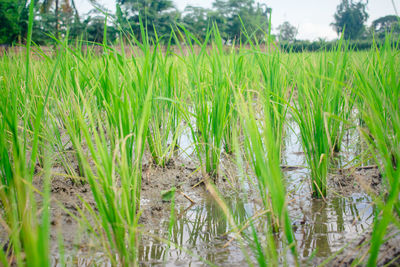 Close-up of grass growing on field