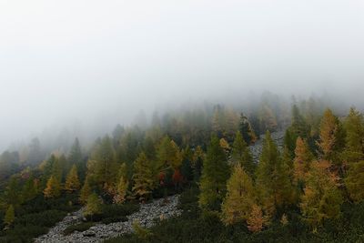 Scenic view of coniferous tress on foggy day