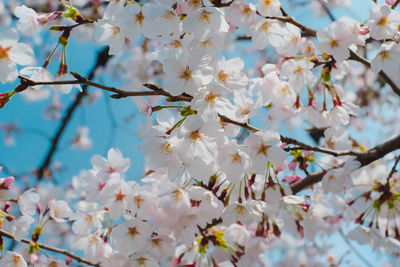 Low angle view of cherry blossoms on tree