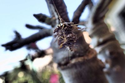 Low angle view of dead plant against sky