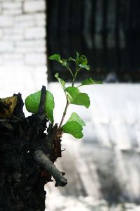 Close-up of ivy growing on plant