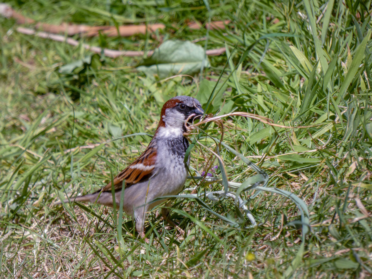 BIRD PERCHING ON A FIELD