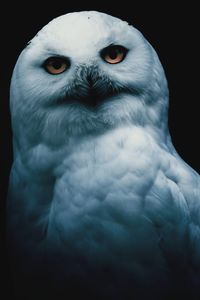 Close-up of a bird