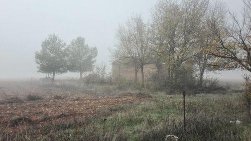 Trees on field against sky