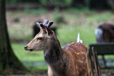 View of deer on field
