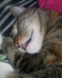 Close-up of cat sleeping