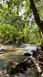 River flowing amidst trees in forest