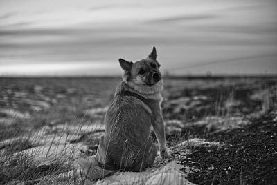 Portrait of dog on field