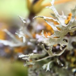 Close-up of plant against blurred background