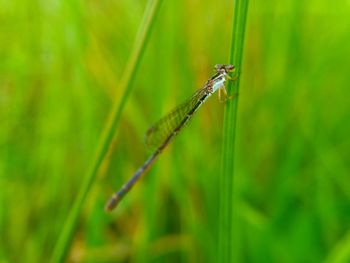 Close-up of insect on grass