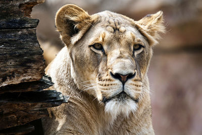 Close-up portrait of lioness