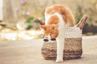 Close-up of cat sitting on table