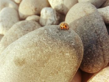 Close-up of ladybug on leaf