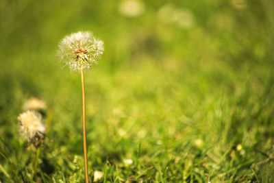 Close-up of dandelion flower on field