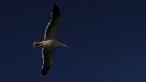 Low angle view of bird flying against clear blue sky